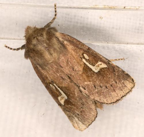 Phragmatiphila nexa